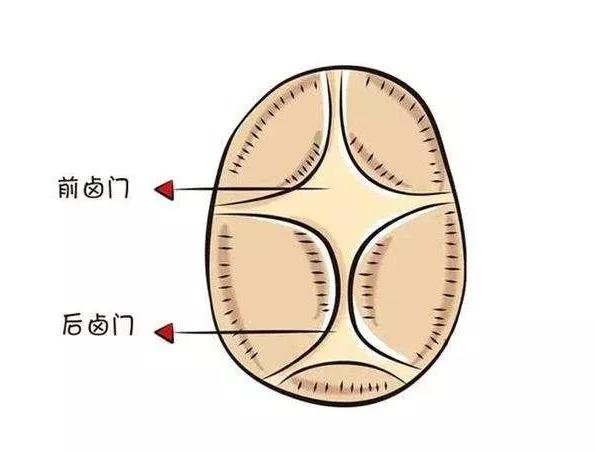 七个月宝宝卤门跳动的奥秘