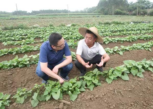 广东省湛江最大的村镇，蓬勃发展的地方魅力与未来展望