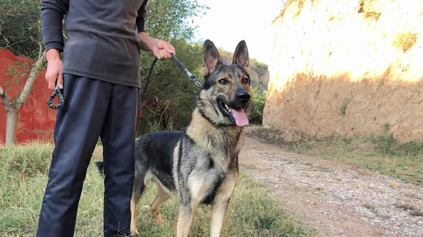 昆明犬的成长之旅，三个月的昆明犬图片记录