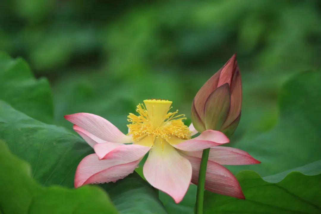 广东省荷花种植最盛之地探寻