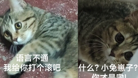 两个月小猫一天排便次数解析