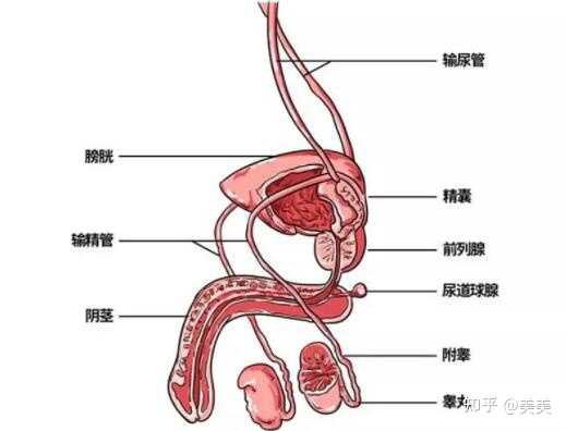 四个月男孩生殖器官的发育特点与健康护理